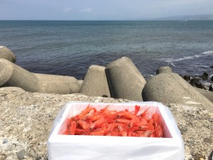 『増毛えび地酒まつり2016』に行ってきた！